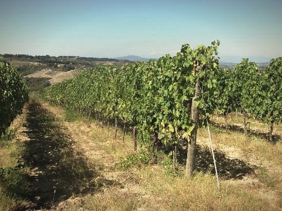 Filari sotto il sole di Montespertoli